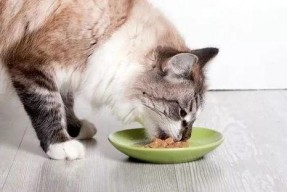 娱乐吃瓜酱丹麦猫咪